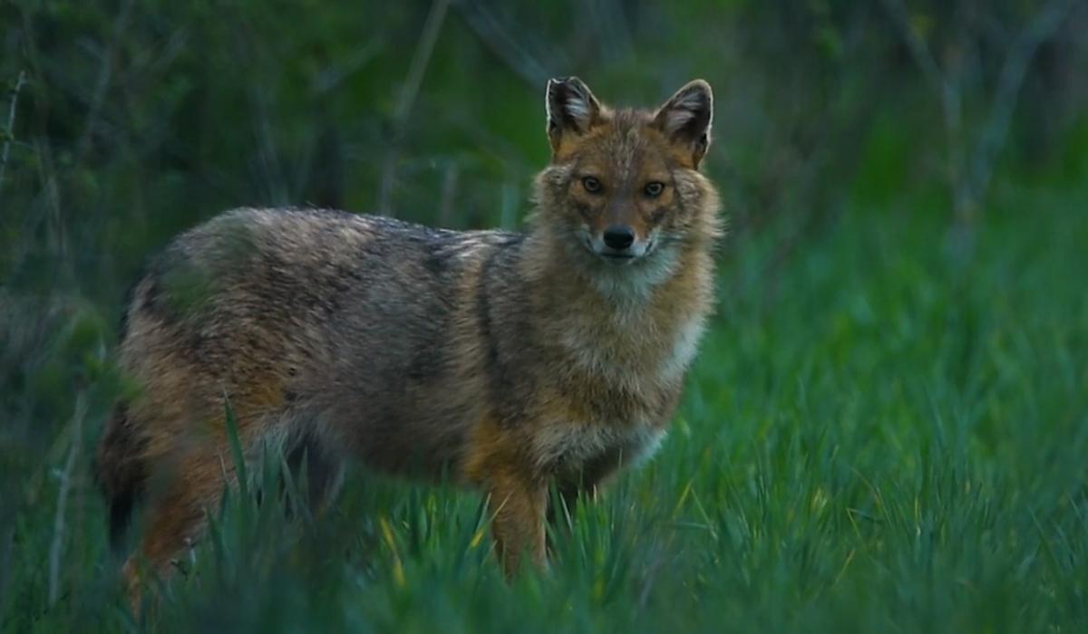 dac-n-au-ce-m-nca-atac-i-omul-v-n-tori-organizate-pentru-a-sc-pa-de-acalii-care-terorizeaz-delta