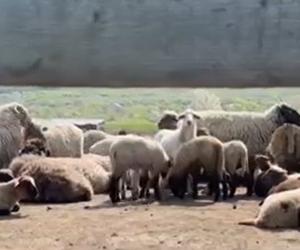 Mielul de Paște devine raritate pe masa românilor: Un kilogram poate ajunge şi 55 lei