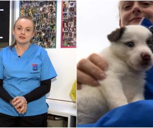 Femei de Succes: Povestea Georgetei Gărduş, "îngerul animalelor din Dej". A salvat mii de vieţi în 20 de ani