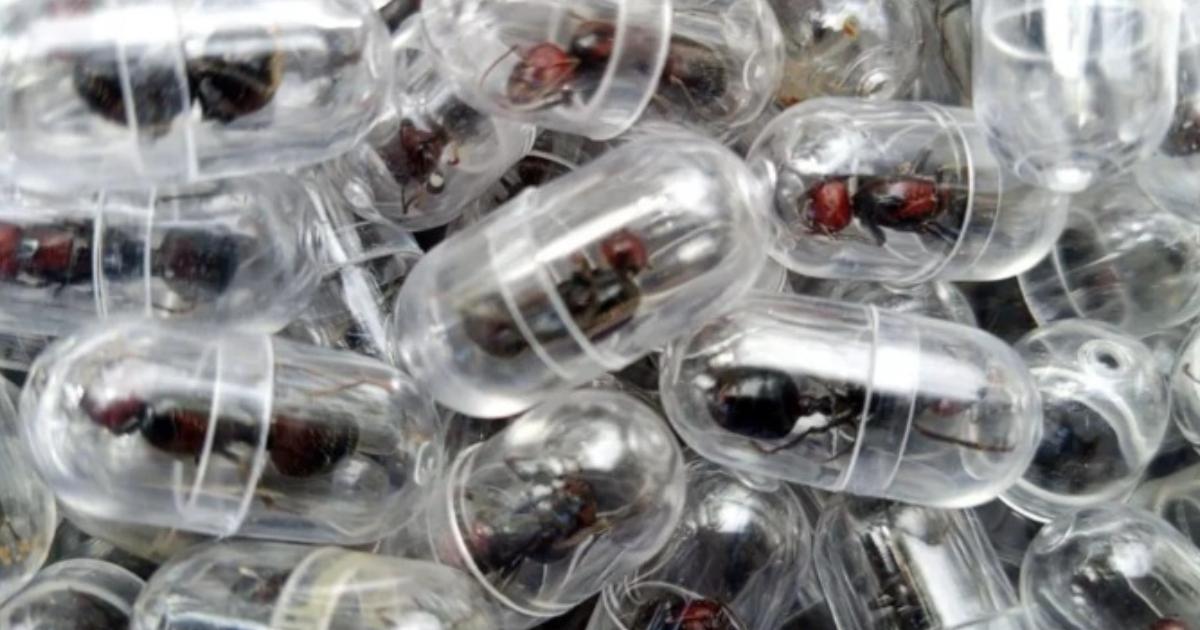 Poza pentru articolul Cum a ajuns o mică insectă să fie vândută şi cu 220$. Sunt "vânate" de colecţionarii din toată lumea