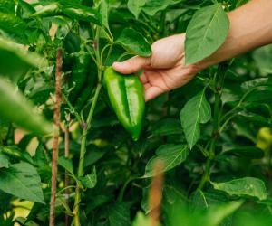Afacerea de nişă cu care 2 prieteni din Reghin au dat lovitura. Totul a început din curiozitate