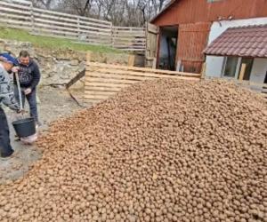 Comuna în care se împart gratuit tone de cartofi. Localnicii, încurajați să vină cu sacii