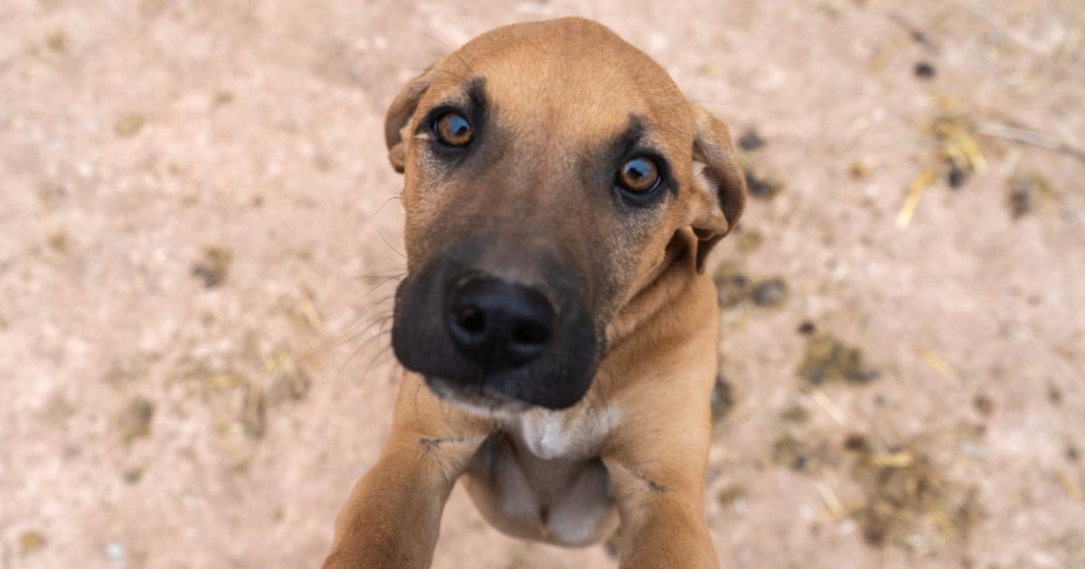 Poza pentru articolul Bărbat din Capitală, condamnat definitiv la închisoare după ce a bătut un pui de câine și a ameninţat martorii