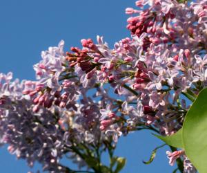Cum va fi vremea în luna mai. Prognoza meteo pentru următoarele patru săptămâni
