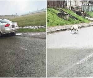Amenda usturătoare primită de un botoșănean care şi-a abandonat căţelul la ieşirea din localitate