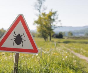 Cum te protejezi de căpușe și țânțari. Bolile grave pe care le pot transmite vara insectele periculoase