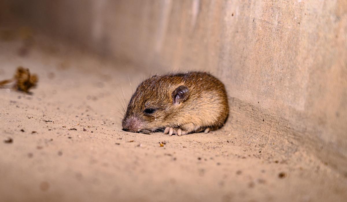 oms-epidemia-de-hantavirus-de-pe-vasul-de-croazier-prezint-un-risc-redus-pentru-popula-ie