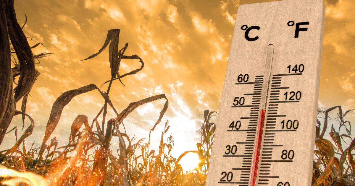 Poza pentru articolul Vreme la extreme în România: Val de caniculă şi furtuni în aproape jumătate din ţară. Arşiţă, până miercuri