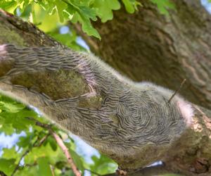 Ţara care se confruntă cu o invazie de insecte veninoase. O singură înţepătură poate induce şoc anafilactic