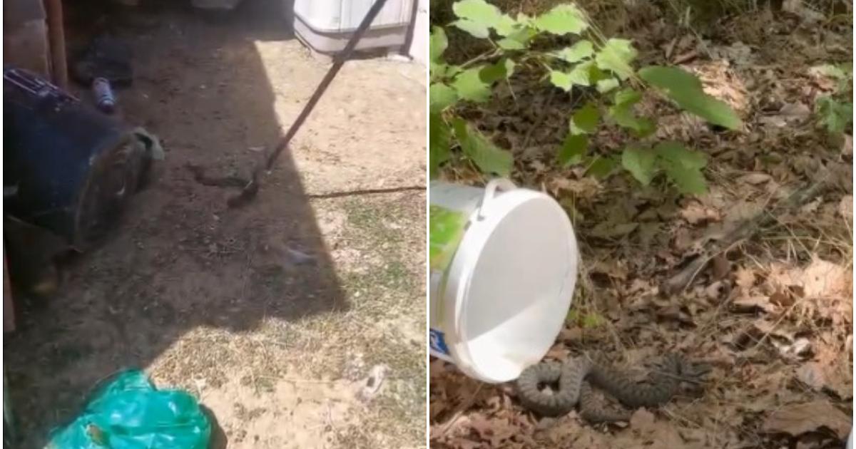Poza pentru articolul Momentul în care o viperă care a pătruns într-o casă din Botoșani este capturată de jandarmi