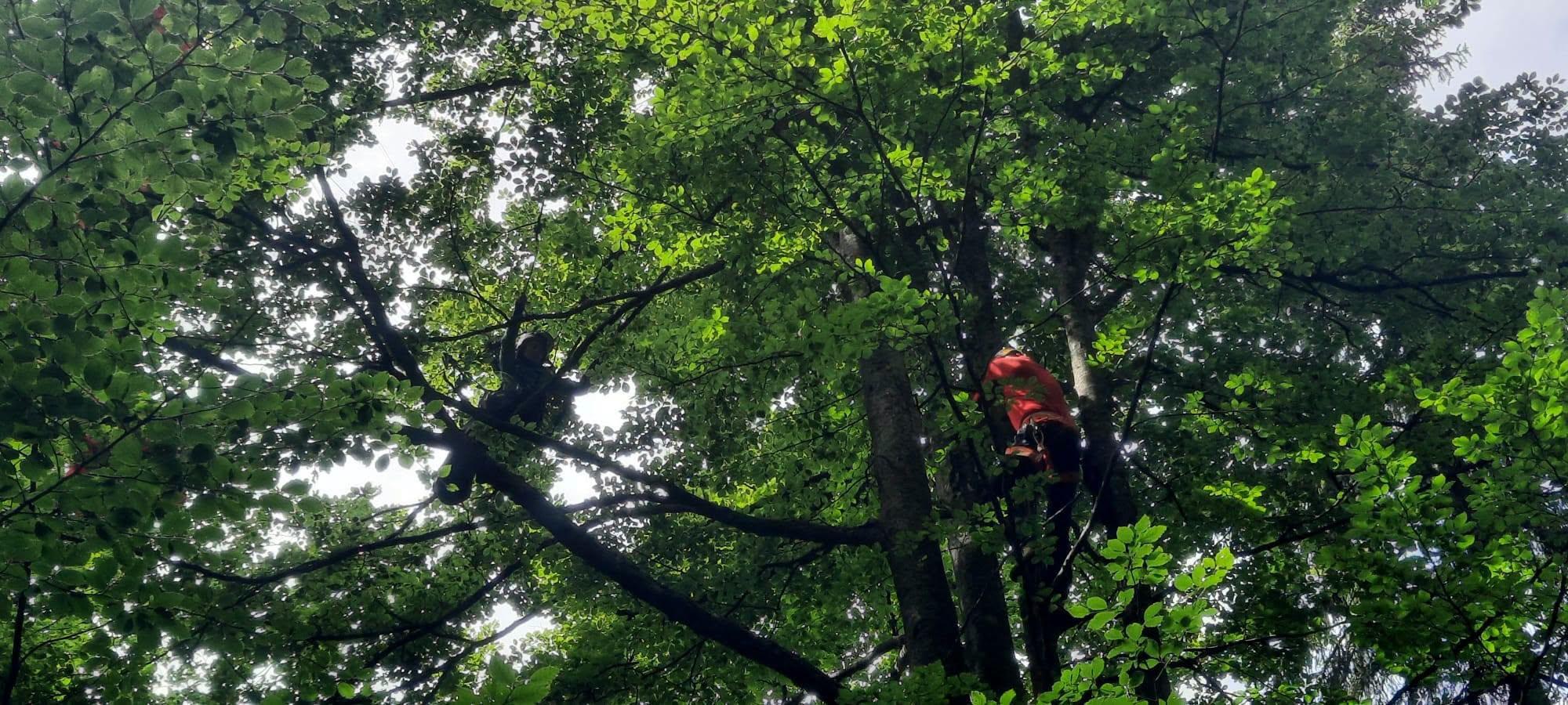 A rămas agățată cu parapanta în copac. A fost coborâtă de la 10 metri de salvamontiștii din Brașov