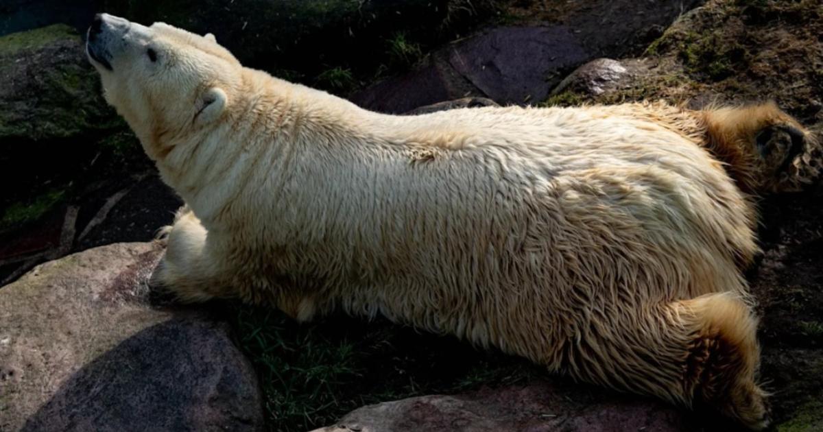 Poza pentru articolul A murit cea mai bătrână femelă de urs polar din lume aflată în captivitate. Larissa avea 36 de ani