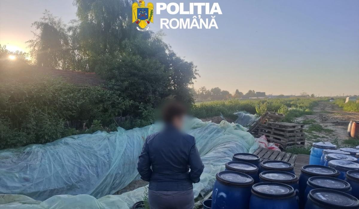 8 tone de varză murată, distruse după ce au fost găsite depozitate în gropi săpate în pământ, în Dâmbovița