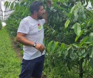 Locul din România unde poți culege cireșe gratis. Cu o singură condiţie