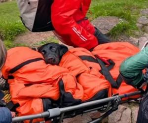 Căţeluşă drogată, salvată de pe munte de salvamontiştii scoţieni. Mâncase resturi de canabis
