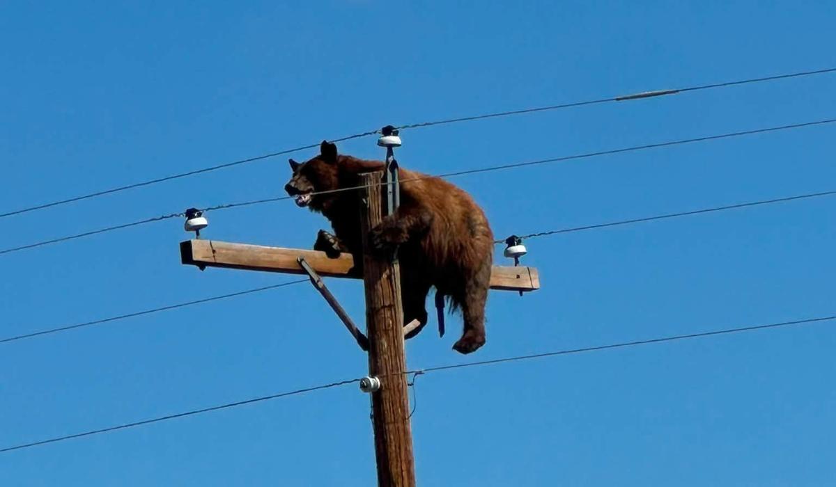 Momentul în care un urs epuizat rămâne captiv pe un stâlp de electricitate. Animalul a murit electrocutat