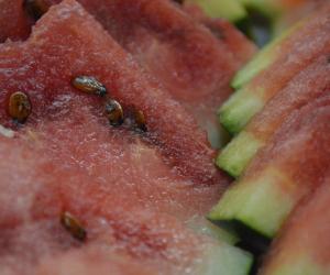 "Atunci când îl lovim, să vibreze miezul". Trucurile producătorilor pentru a alege cel mai bun pepene
