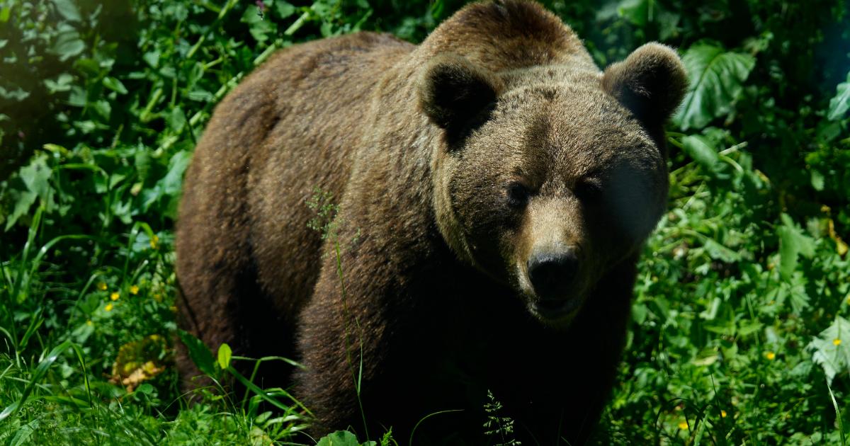 Poza pentru articolul Drumeţie cu final neaşteptat pentru 37 de turişti polonezi în Suceava. O ursoaică cu pui le-a apărut pe traseu