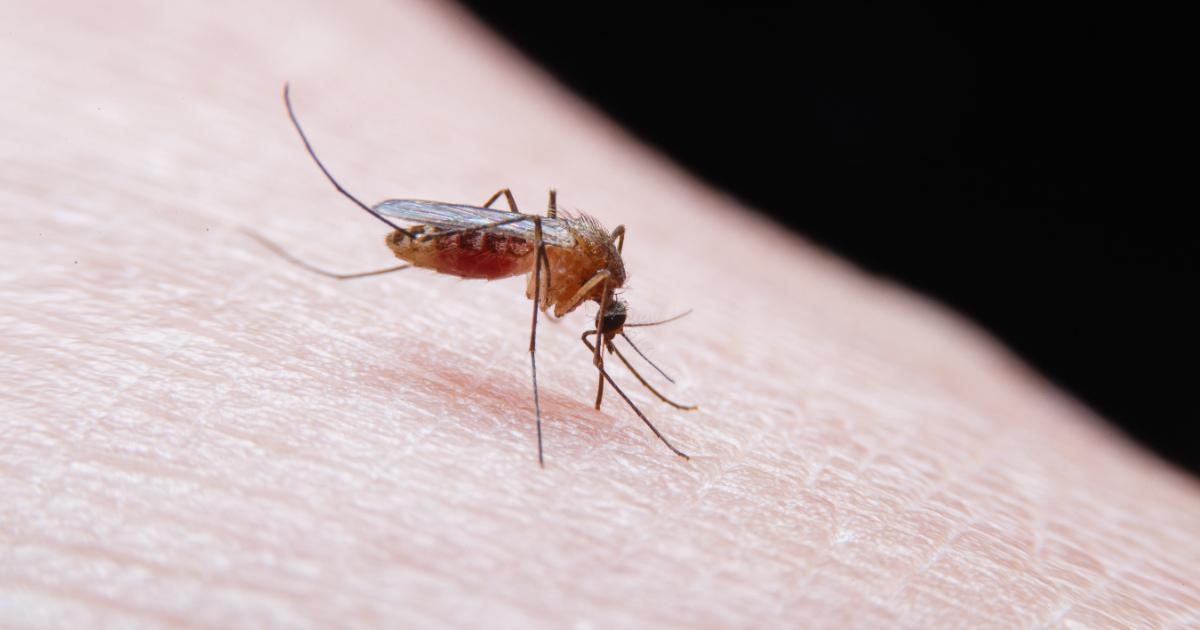 Trei persoane suspectate de a fi infectate cu virusul West Nile, internate la Iaşi, un caz confirmat.