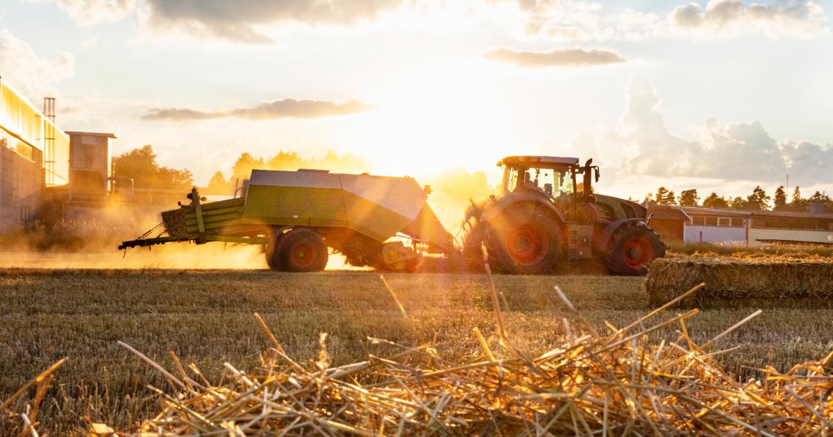 Noua "mină de aur" pentru fermieri. Planta care poate aduce până la 60.000 de euro pe hectar