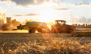 Noua "mină de aur" pentru fermieri. Planta care poate aduce până la 60.000 de euro pe hectar