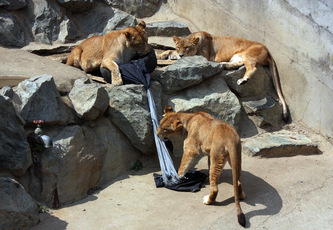 Trei lei de la grădina zoologică din Tokyo au murit, posibil din cauza caniculei