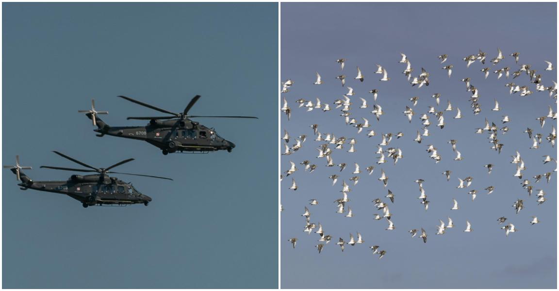 Cum a reușit un stol de păsări venit din Belarus să pună armata poloneză pe jar. Radarele au dat alarma