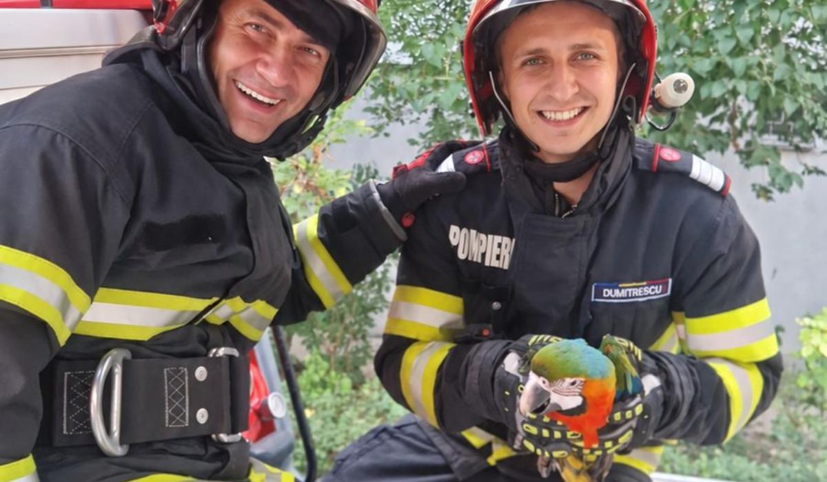 Un "pui" de papagal de 2 kg a fugit de acasă, dar pompierii l-au salvat la timp. Un exemplar costă 2.000 €
