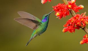 Femelele colibri se „deghizează” pentru a evita agresiunile. La ce truc inedit apelează