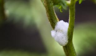 Experții avertizează oamenii să nu atingă „spuma” care apare uneori pe plante. Ce e, de fapt, și de ce trebuie să o eviți