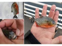 Pește Piranha în apele Crișului Repede. Garda de Mediu face anchetă