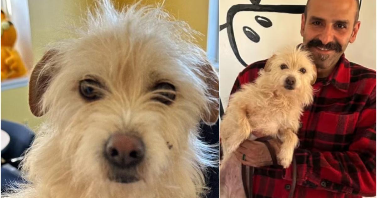 Metis Terier Reunire la 3.000 de km distanţă. Un metis de terrier, pierdut vara ...