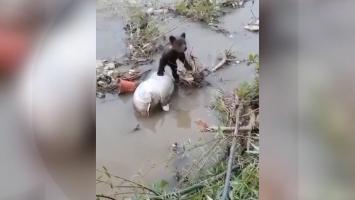 Un pui de urs rătăcit de mamă a ajuns într-un râu din Bacău. Ce s-a întâmplat cu el după ce a fost găsit de localnici