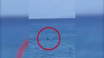 Panică pe o insulă grecească. Un rechin de aproape 3m a fost observat înotând la doar 15m de ţărm