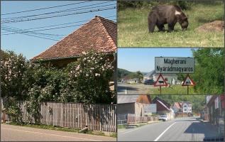 O familie din Mureș, despăgubiri de 240.000 de euro de la Ministerul Mediului, după ce tatăl a fost ucis de urs