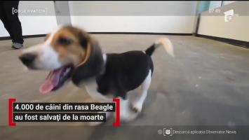 sincron SUA salvare Beagles