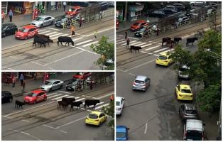 Traficul din Iaşi a fost dat peste cap de şase vaci care au ieşit la plimbare prin centrul oraşului
