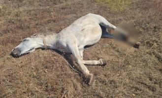 Revoltător: Cal lăsat să agonizeze peste 24 de ore, pe un câmp din Constanța, în urma unui accident rutier