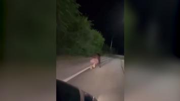 Urs filmat alergând în faţa unei maşini, pe o şosea din Alba. Şoferul s-a trezit cu animalul în bătaia farurilor