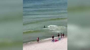 Panică pe o plajă din Alabama. Un rechin a fost filmat înotând la câţiva metri de ţărm