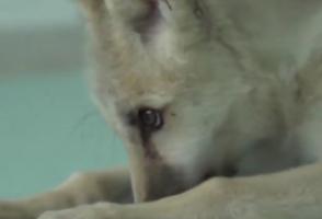 Maya, clona unui lup arctic, a împlinit 100 de zile. Specialiștii chinezi speră astfel să salveze mai multe specii pe cale de dispariţie