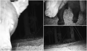 Imagini amuzante cu un urs care se joacă cu o cameră de supraveghere din Parcul Național Piatra Craiului
