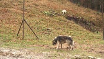 Familie, atacată de 15 câini la o cabană de la munte. Stăpânul în loc să îi ajute pe oameni s-a apucat să îi certe