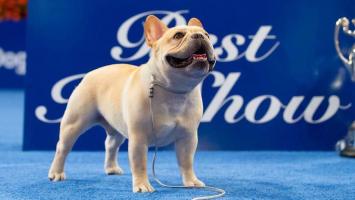 Winston, noul idol al Americii. Un simpatic bulldog francez a câştigat trofeul la concursul naţional de câini din SUA