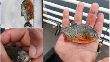 Peștele piranha găsit la Oradea, un pericol pentru fauna locală. Garda de Mediu face verificări și în pet shop-uri pentru a descoperi vinovatul