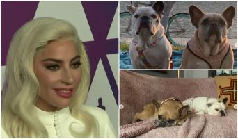 Bărbatul care a furat câinii lui Lady Gaga și-a aflat sentința. Va petrece următorii 21 de ani după gratii