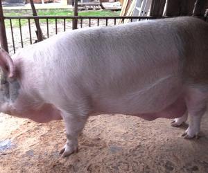 Câte kilograme are cel mai mare porc din România. Jardel valorează 20.000 de lei