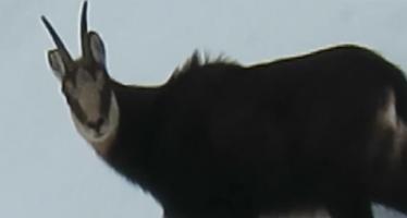 Imagini inedite surprinse în Parcul Naţional Munţii Rodnei: Mai multe capre negre s-au bucurat liniştite de zăpadă