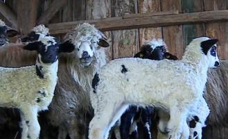 Ciobanii se pregătesc deja de Paşte: Pentru că vremea a fost prea caldă, mieii s-au născut mai devreme decât de obicei. Cât va costa carnea de miel în acest an