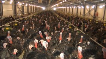 15% din curcanii din România au fost sacrificaţi de teama gripei aviare. Cât a ajuns să coste acum 1kg de carne